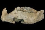 Southern Mammoth Partial Mandible with M Molar - Hungary #149835-1